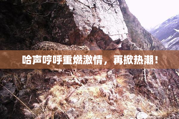 哈声哼呼重燃激情，再掀热潮！