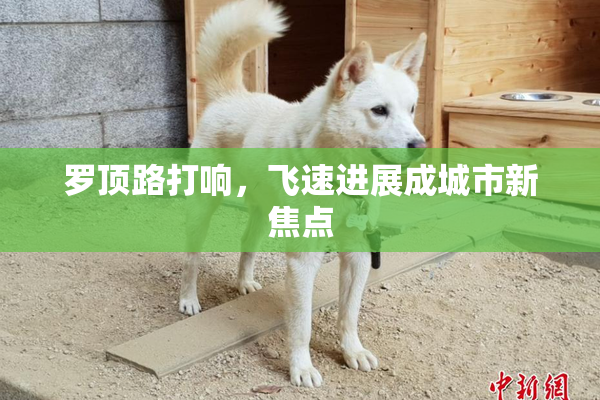罗顶路打响，飞速进展成城市新焦点