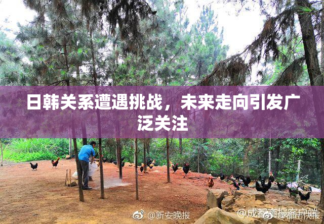 日韩关系遭遇挑战，未来走向引发广泛关注