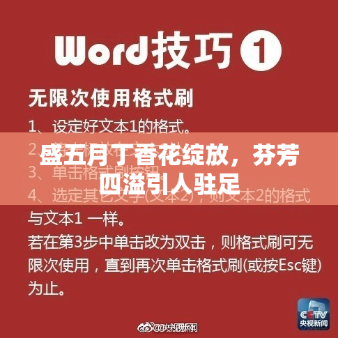 盛五月丁香花绽放，芬芳四溢引人驻足