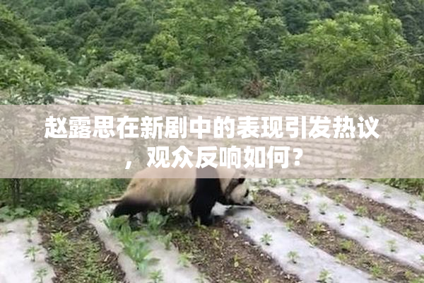 赵露思在新剧中的表现引发热议，观众反响如何？