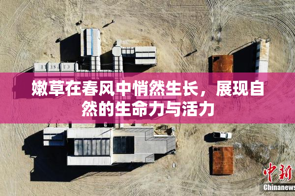 嫩草在春风中悄然生长，展现自然的生命力与活力