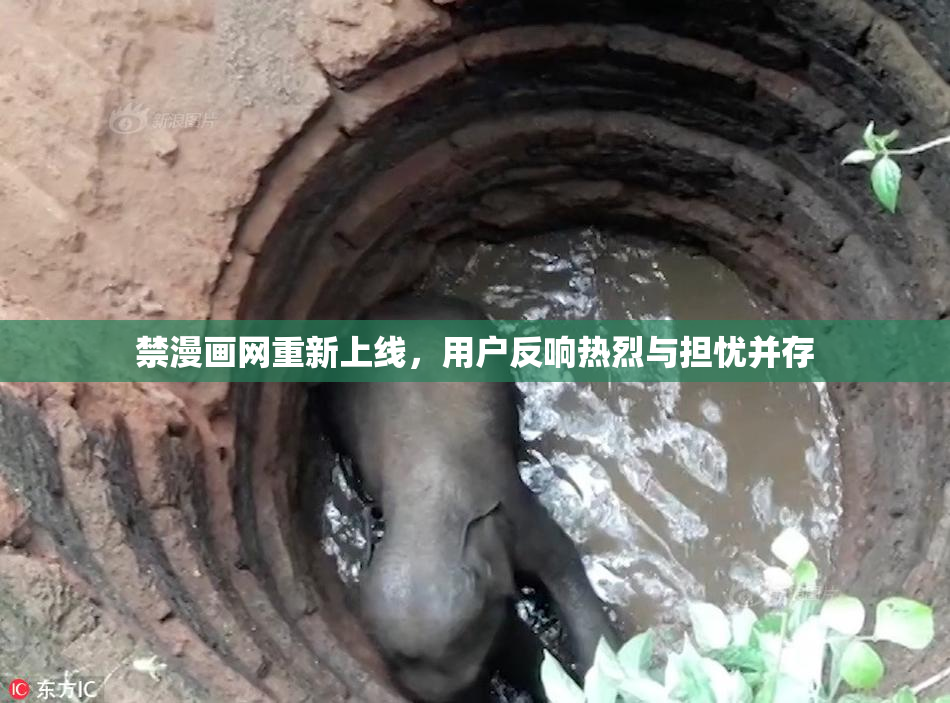 禁漫画网重新上线，用户反响热烈与担忧并存