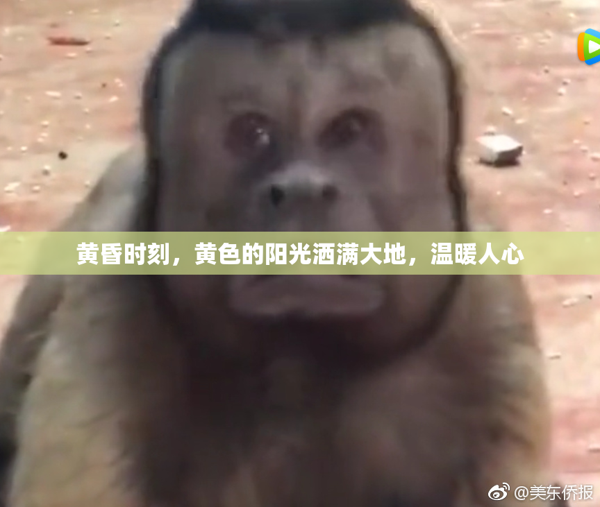 黄昏时刻，黄色的阳光洒满大地，温暖人心