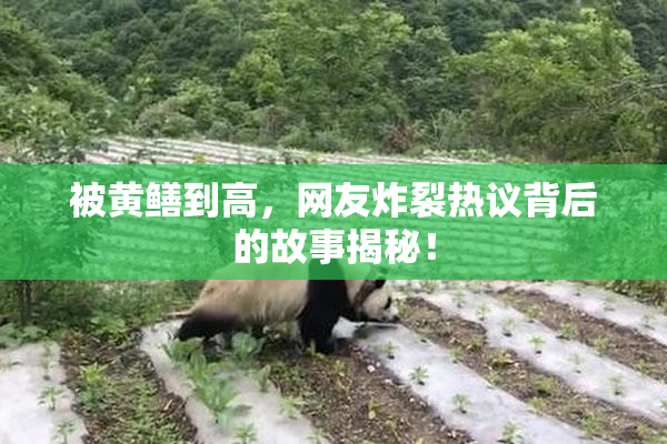 被黄鳝到高，网友炸裂热议背后的故事揭秘！