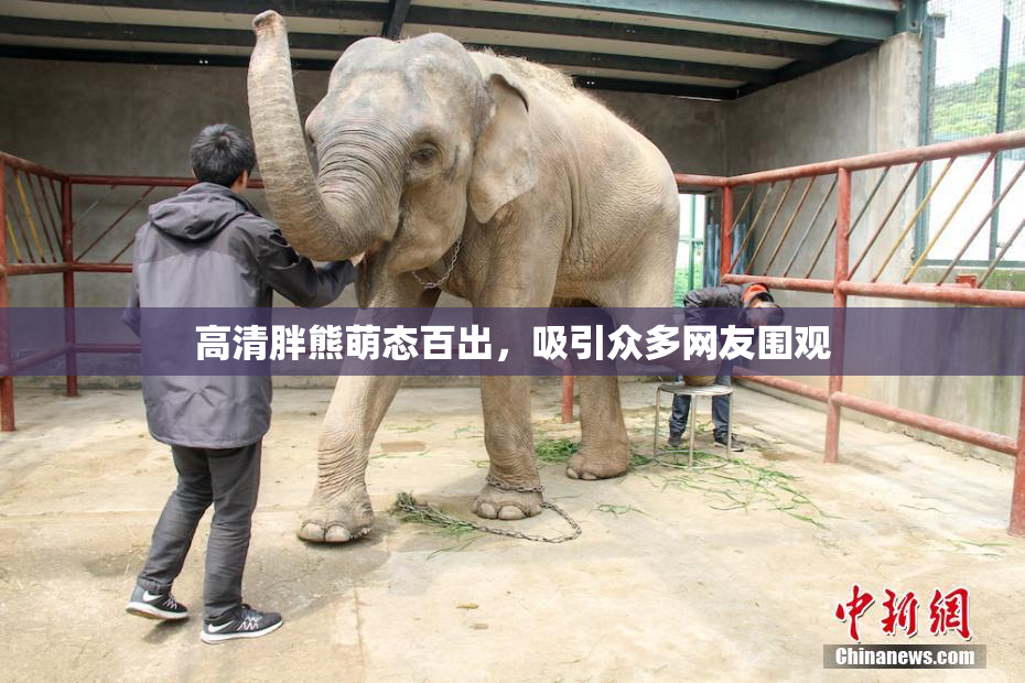 高清胖熊萌态百出，吸引众多网友围观