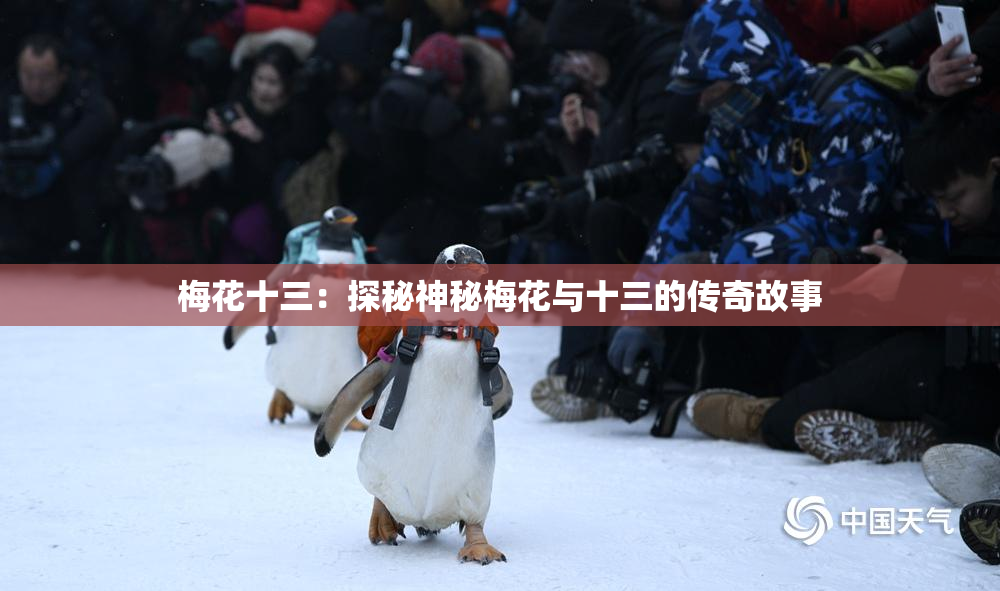 梅花十三：探秘神秘梅花与十三的传奇故事