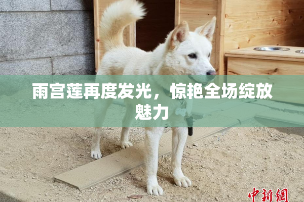雨宫莲再度发光，惊艳全场绽放魅力