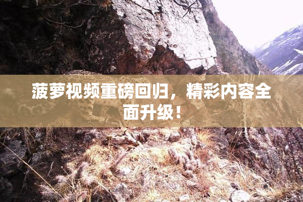 菠萝视频重磅回归，精彩内容全面升级！