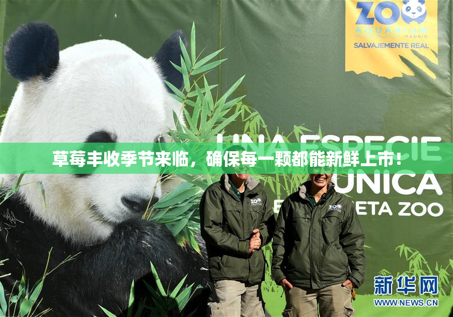 草莓丰收季节来临，确保每一颗都能新鲜上市！