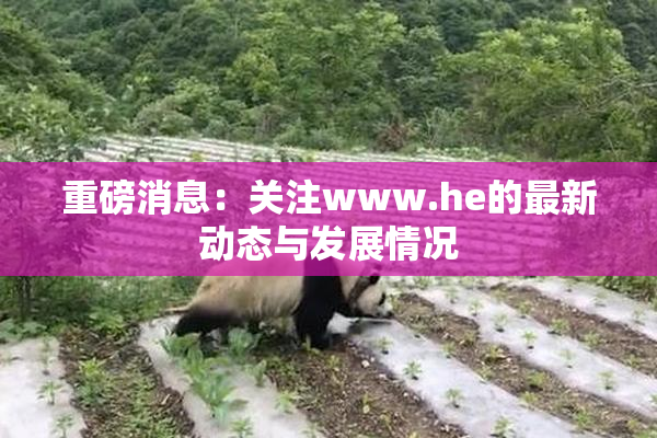 重磅消息：关注www.he的最新动态与发展情况