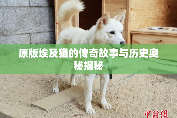 原版埃及猫的传奇故事与历史奥秘揭秘