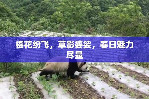 樱花纷飞，草影婆娑，春日魅力尽显