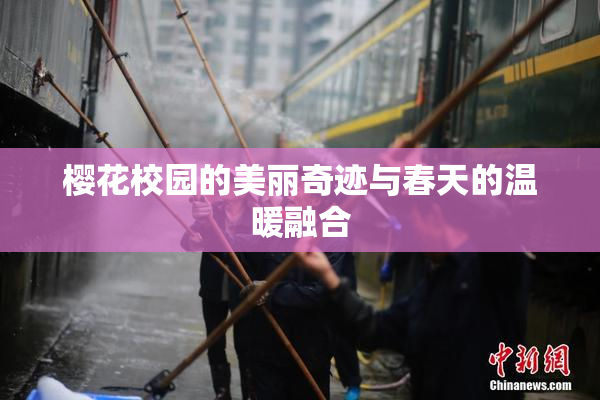 樱花校园的美丽奇迹与春天的温暖融合