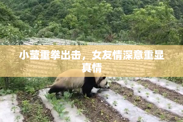 小莹重拳出击，女友情深意重显真情