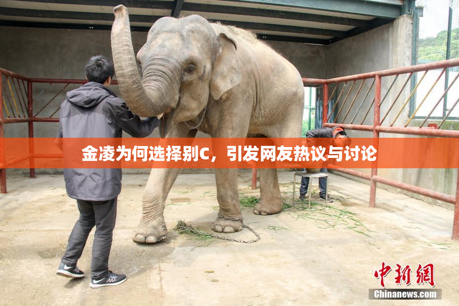 金凌为何选择别C，引发网友热议与讨论