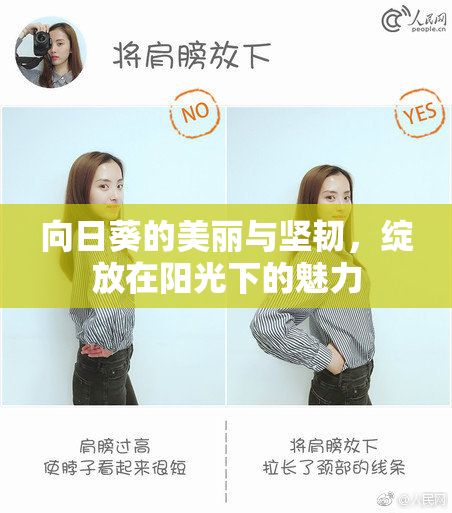 向日葵的美丽与坚韧，绽放在阳光下的魅力