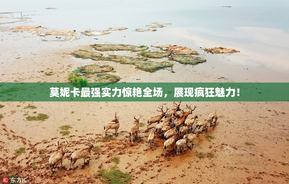 莫妮卡最强实力惊艳全场，展现疯狂魅力！