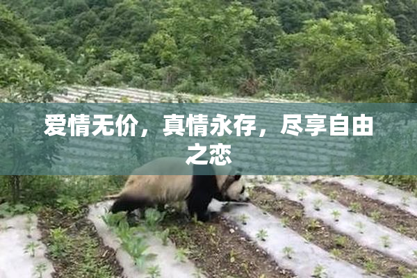 爱情无价，真情永存，尽享自由之恋
